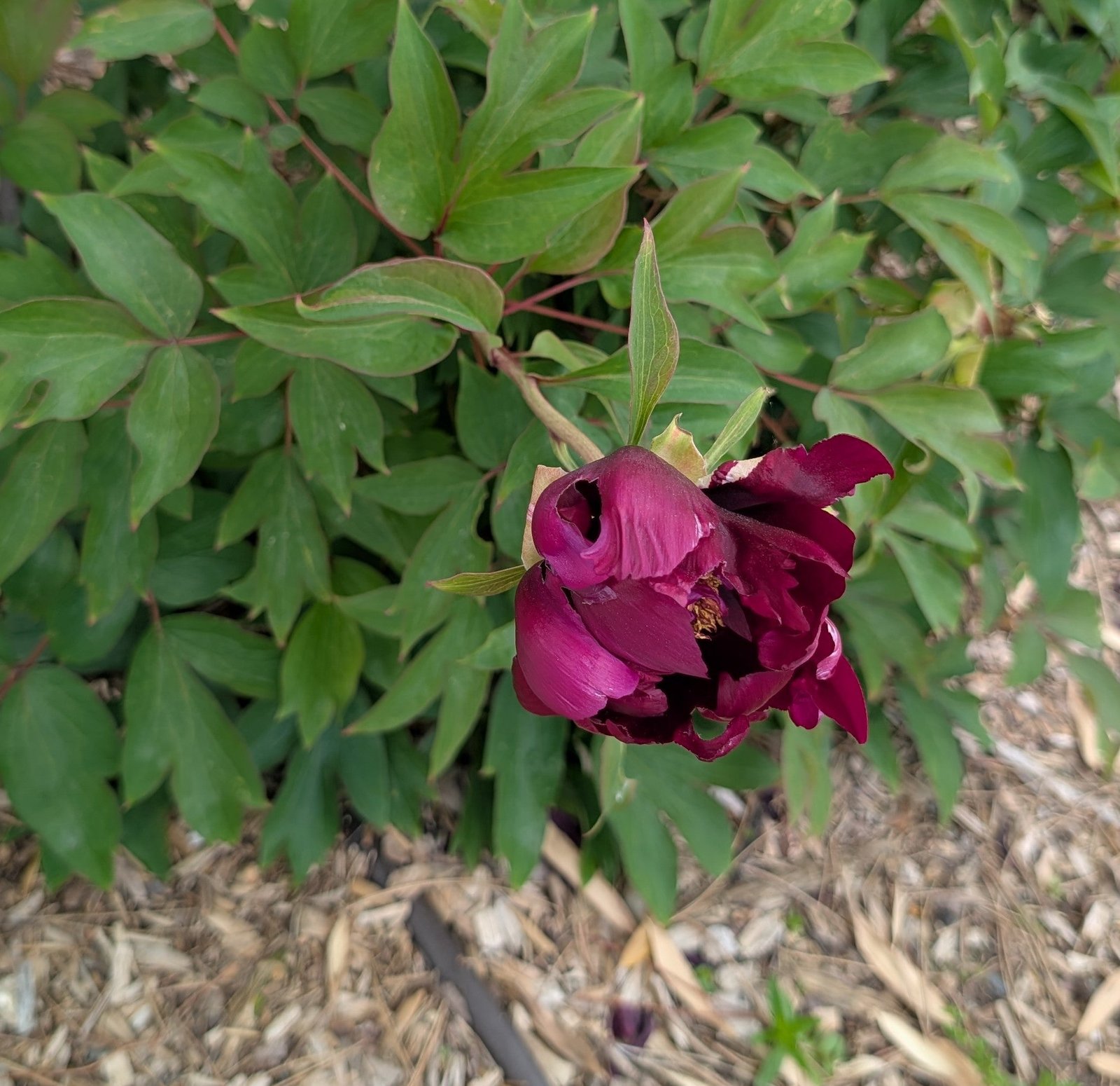 Dancing Crimson Butterfly tree peony - Image 3