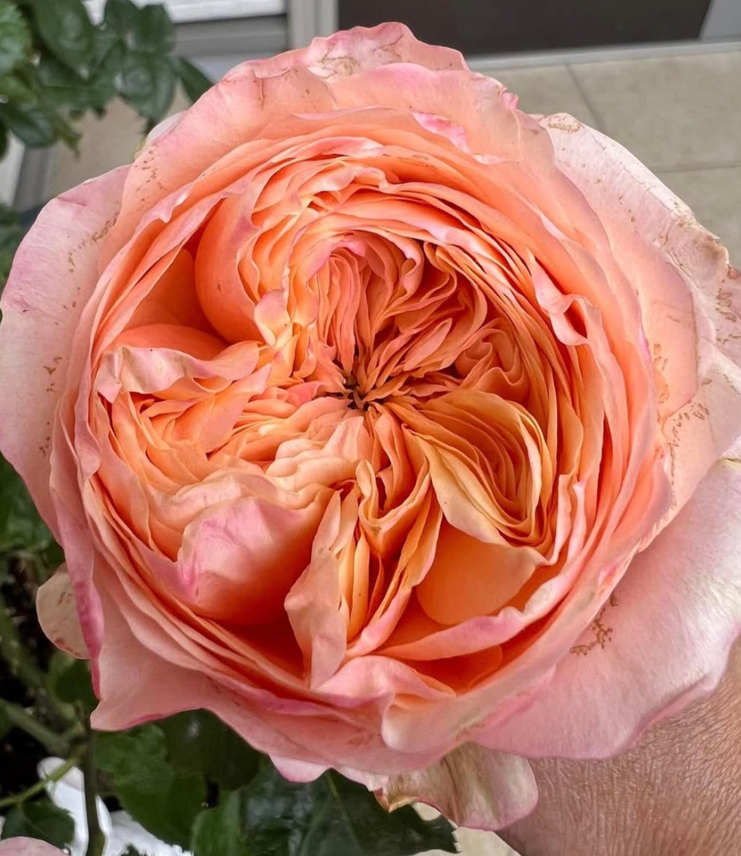 Dorse garden rose plant flower bush shrub - Image 2