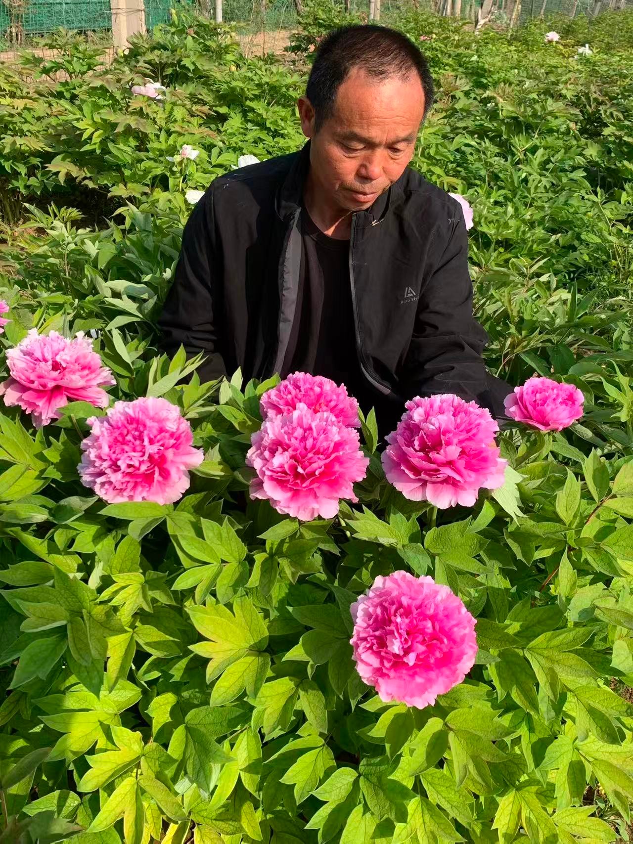 Tai Ping Hong tree peony - Image 3