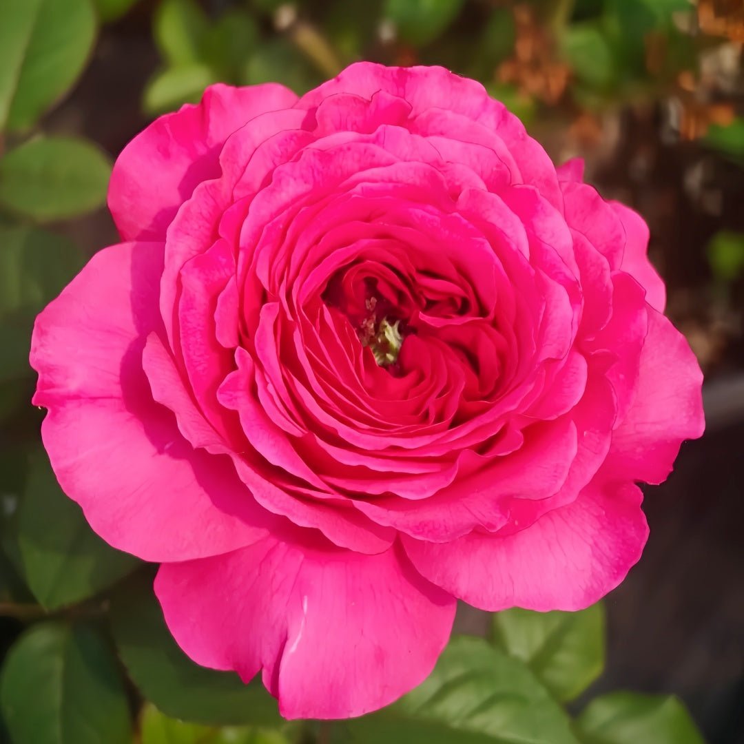 Princess Kishi Japanese garden rose plant flower bush shrub - Image 3