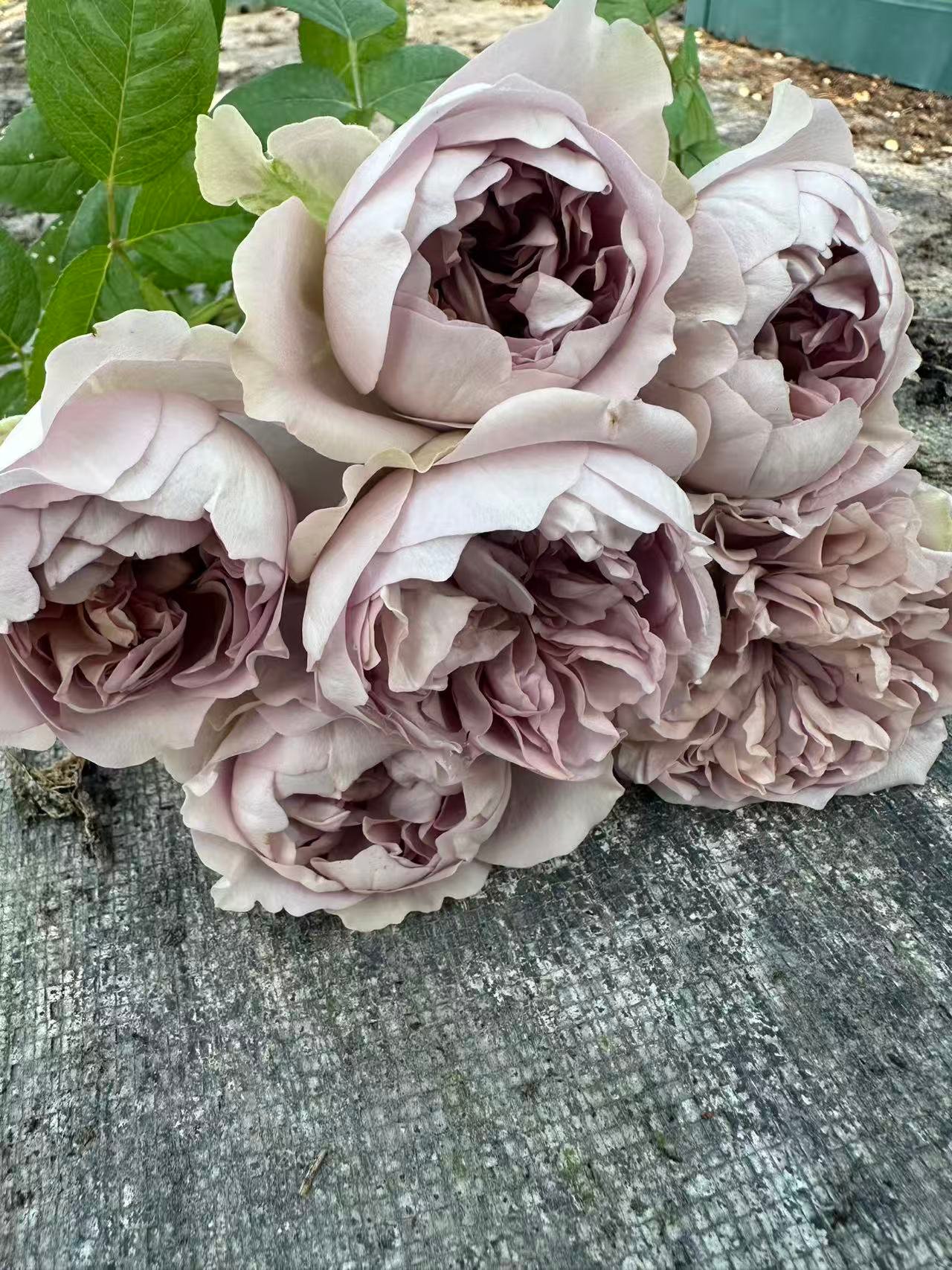 Villa Lila garden rose plant flower bush deciduous shrub - Image 5