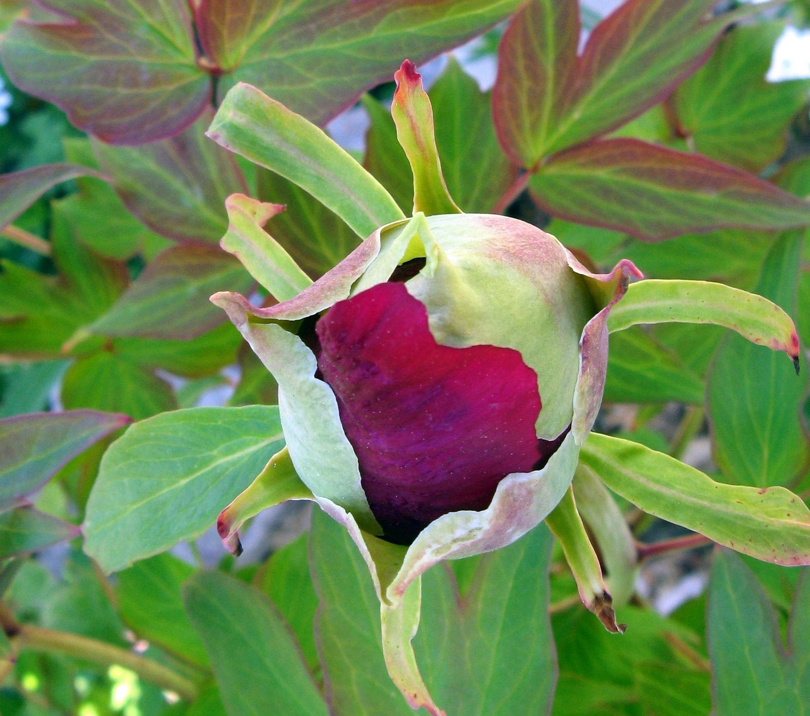 Hatsugarasu Japanese large flower tree peony Preorder for fall 2026 - Image 7