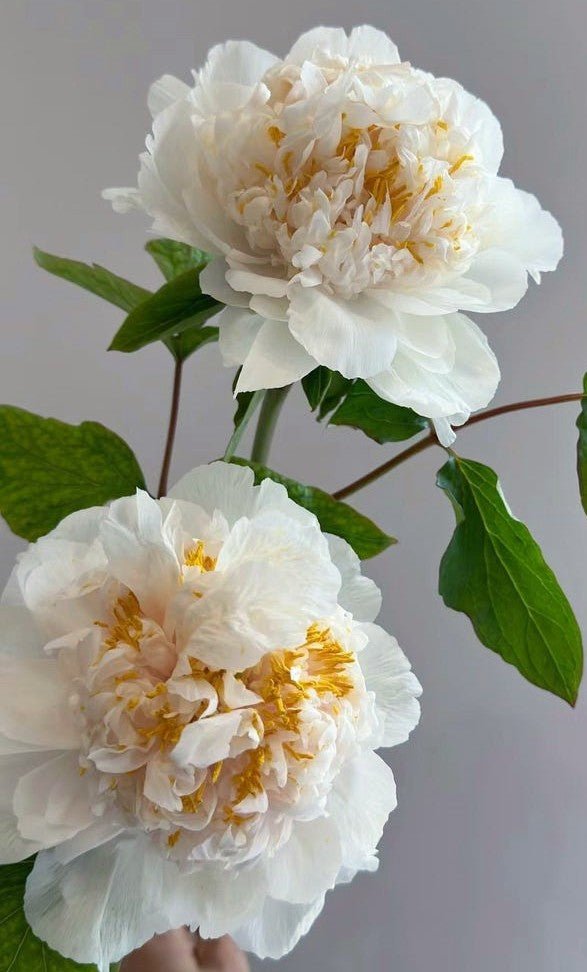 "Yao's Yellow" large flower tree peony Preorder for fall 2026 - Image 13