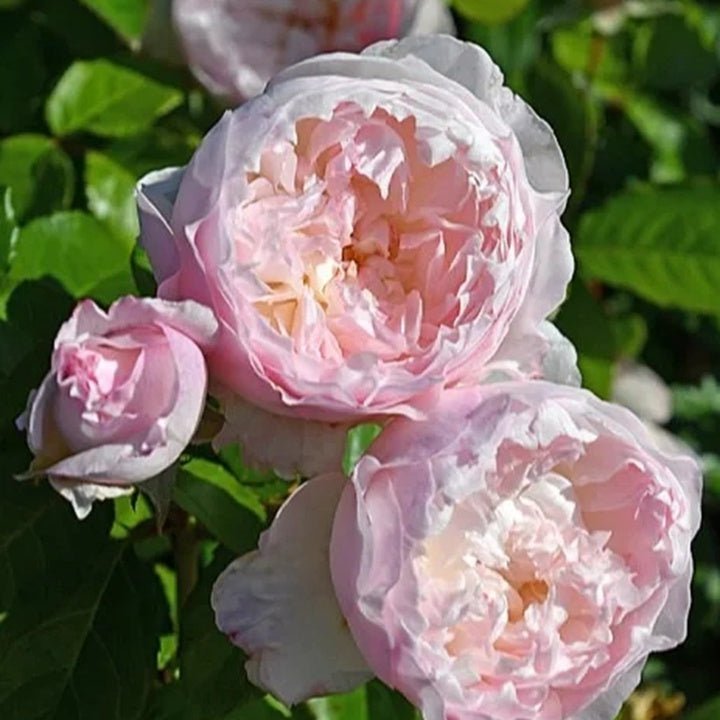 Le Rire garden rose plant flower bush shrub - Image 2