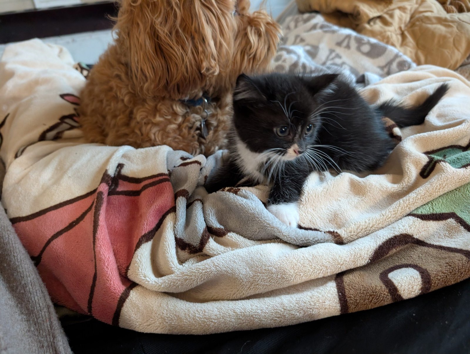 2.5 month old kitten kitty cats - Image 12
