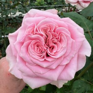 Rebellion Pink garden rose plant flower bush shrub