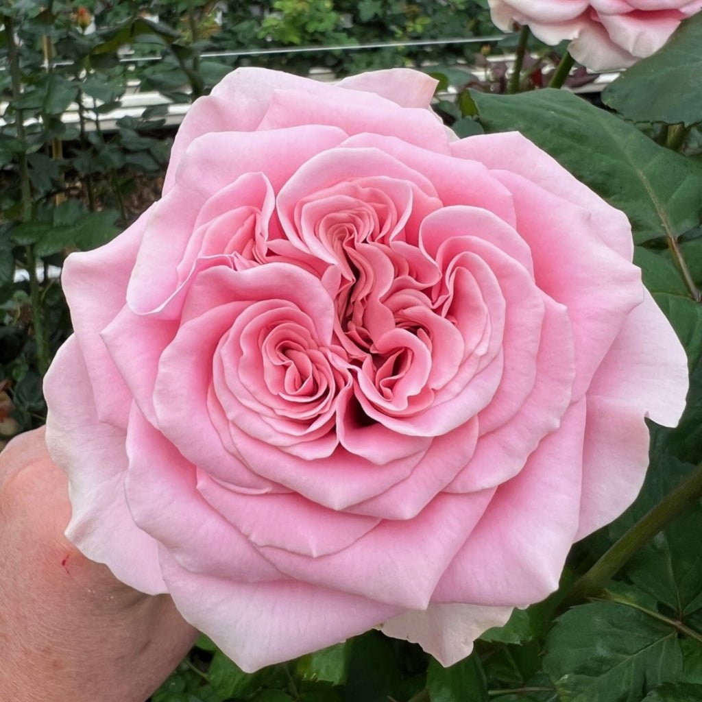 Rebellion Pink garden rose plant flower bush shrub