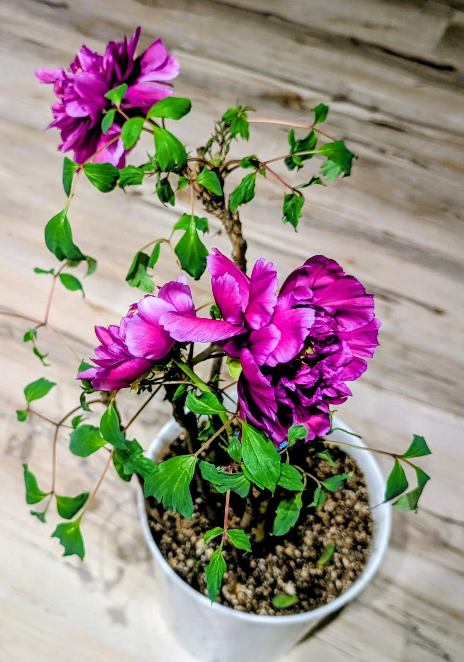 "Champion Crown" large flower tree peony - Image 3