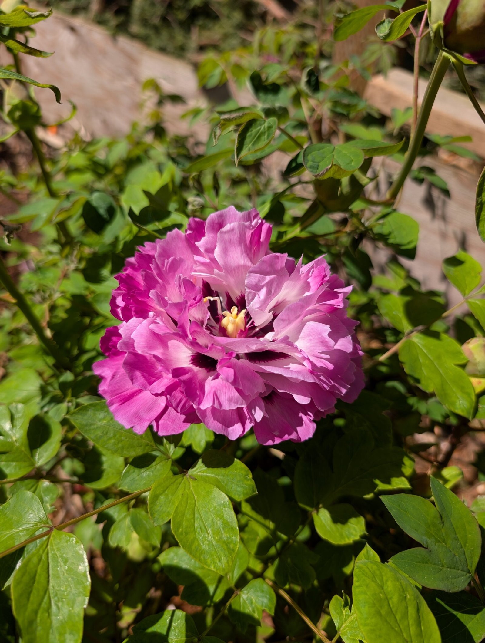 "Lotus lantern" large flower tree peony - Image 16