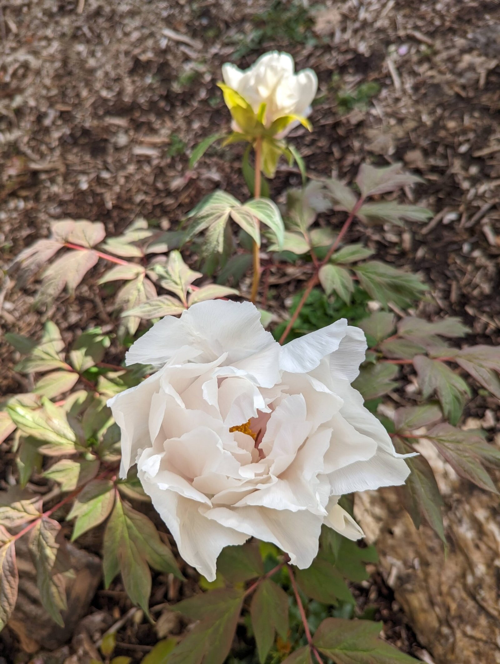Large white flower cold hardy tree peony Preorder for fall 2026 - Image 8