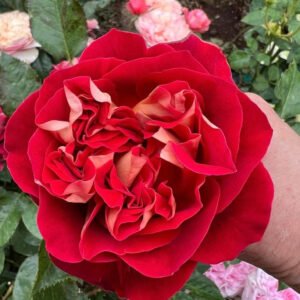 Sweet Bun garden rose plant flower bush shrub