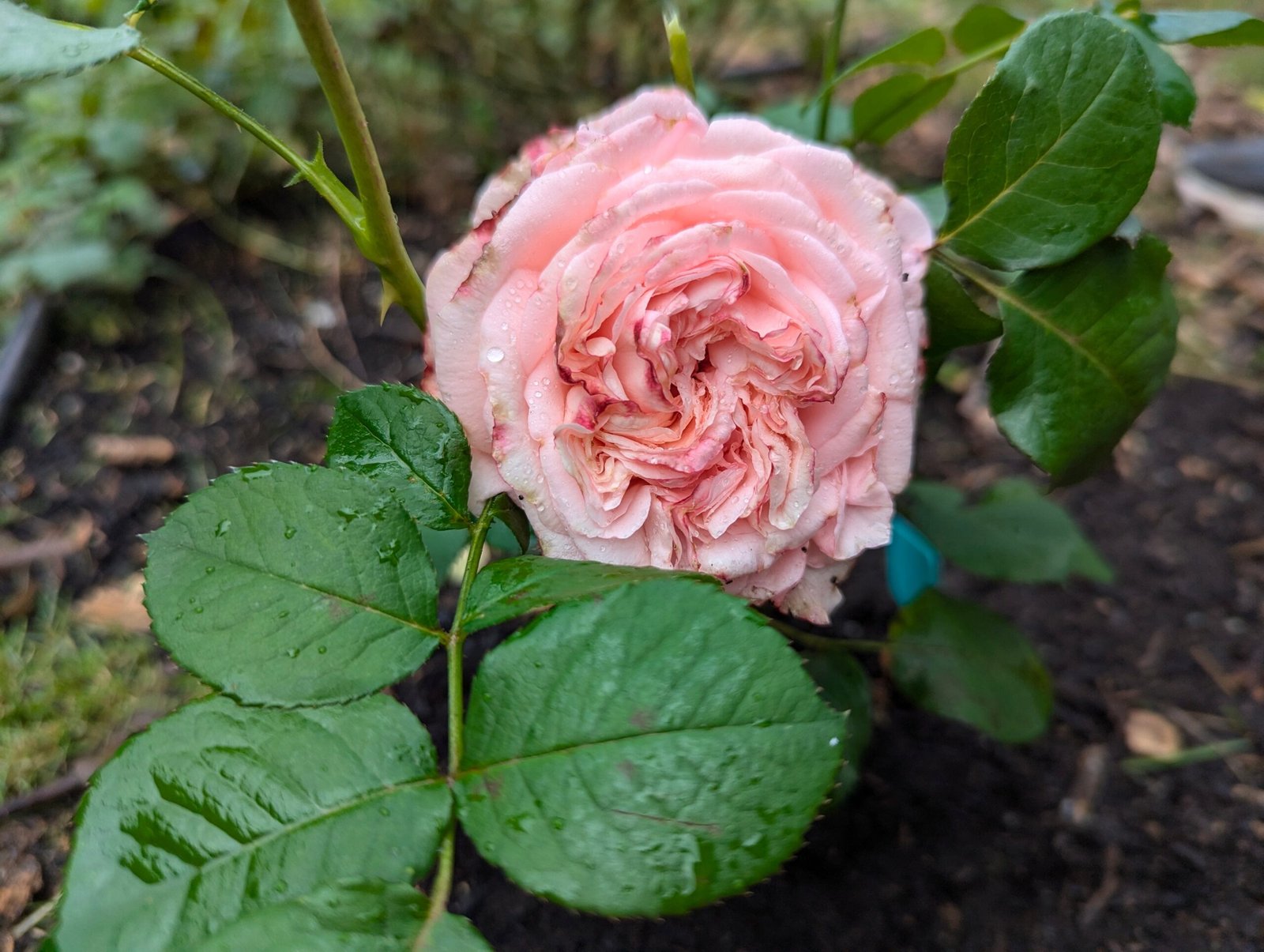 Large 5-6 gallon Romantica Ballgown rose plant flower bush shrub - Image 3