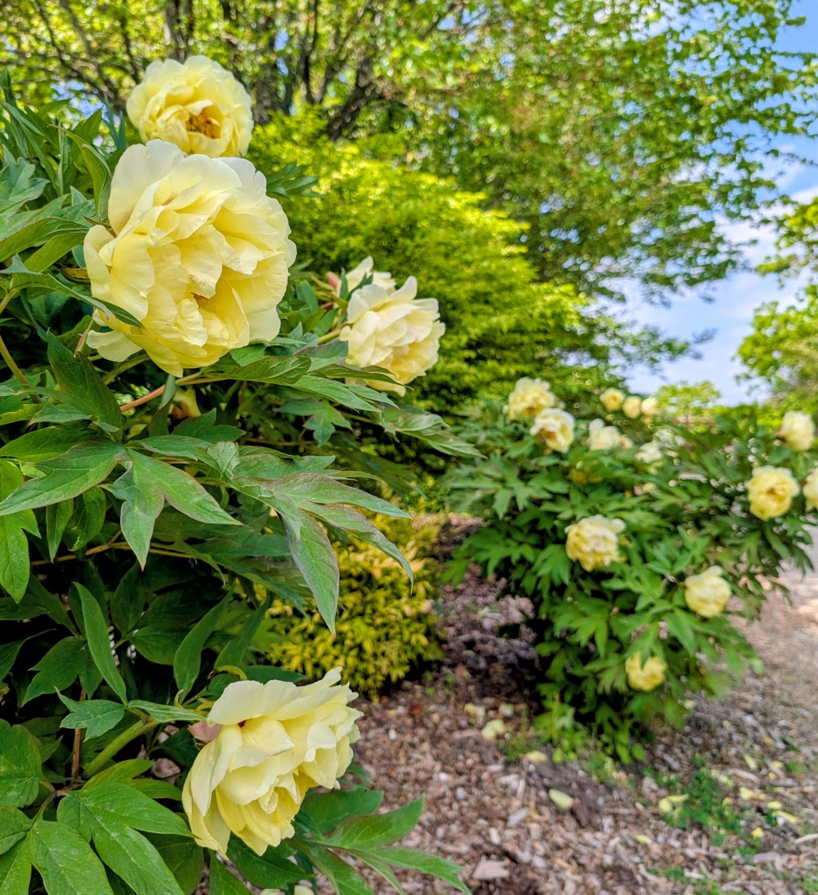 "High noon" large flower Japanese tree peony - Image 3