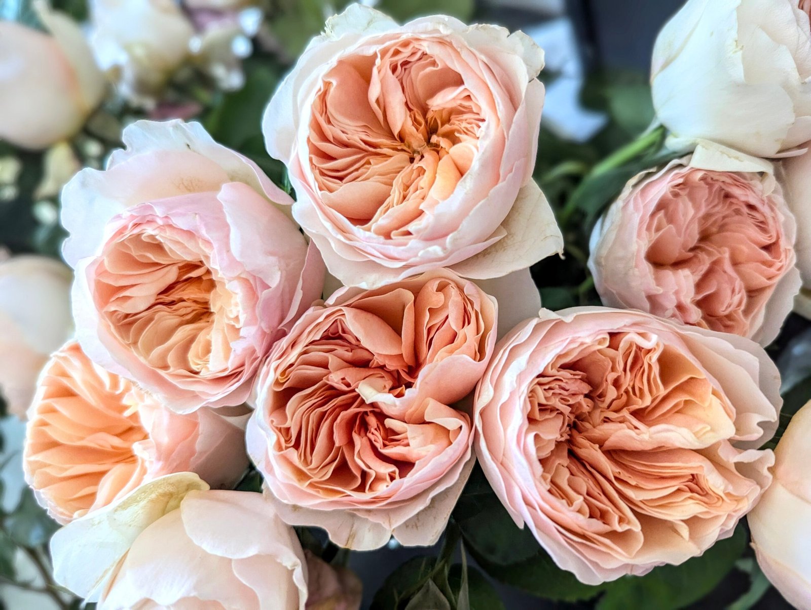 10 mixed rose plants: English Ausjameson, her lover Romeo, Ausimmon and her other friends - Image 7