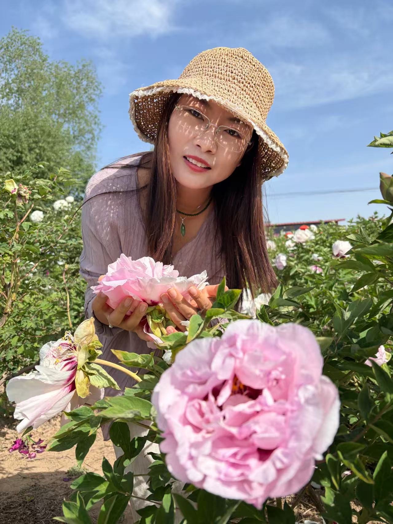 Fen Xi Shi tree peony - Image 2