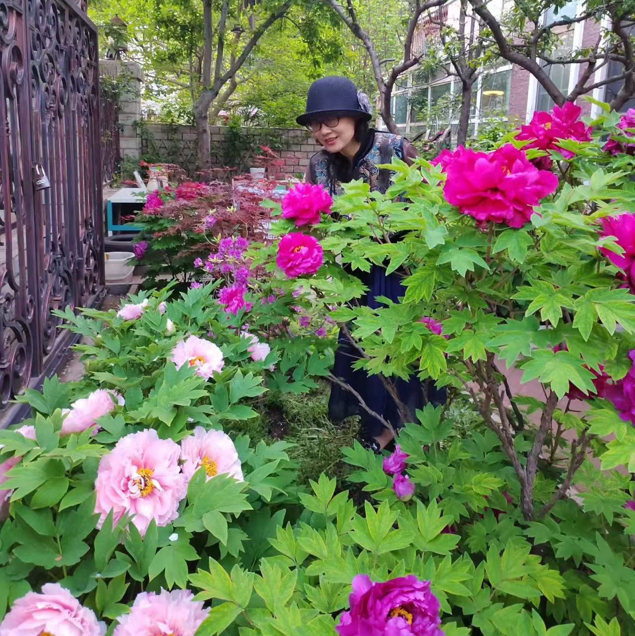 Zi Er Qiao tree peony - Image 2