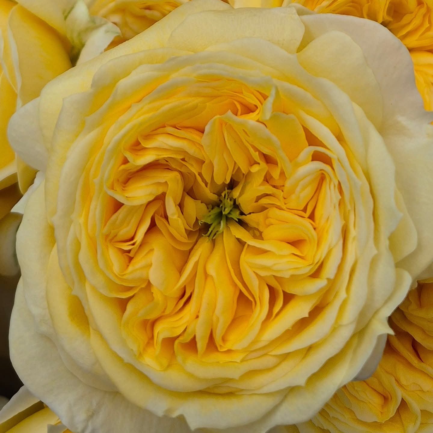 Persuasion lookalike garden rose plant flower bush shrub - Image 2