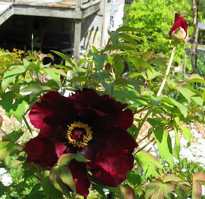Hatsugarasu Japanese large flower tree peony Preorder for fall 2026 - Image 3