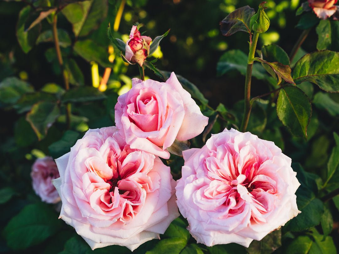 Strongly fragrant P. O'hara garden rose plant flower bush shrub - Image 2