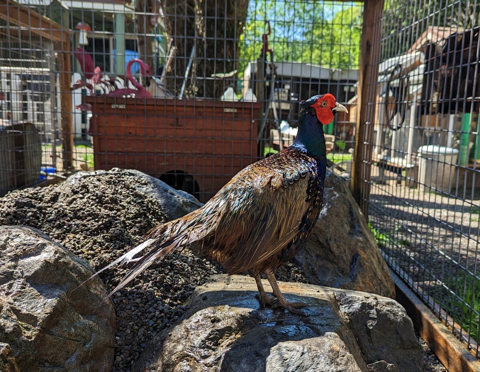 Male green pheasant