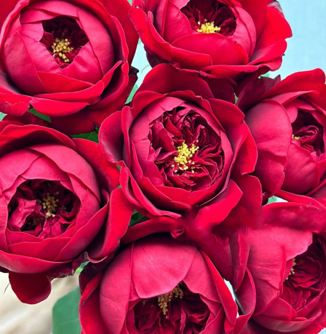 Peony Red garden rose plant flower bush deciduous shrub - Image 4