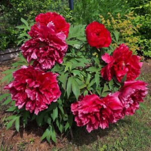 "Kao" large flower Japanese tree peony