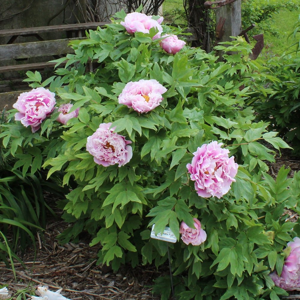 Shimano-fuji Japanese large flower tree peony - Image 2