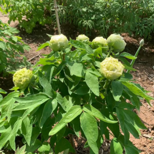 Lu Mu Ying Yu Tree Peony