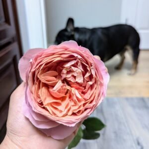 Romantik Romantic Antique garden rose plant flower bush shrub