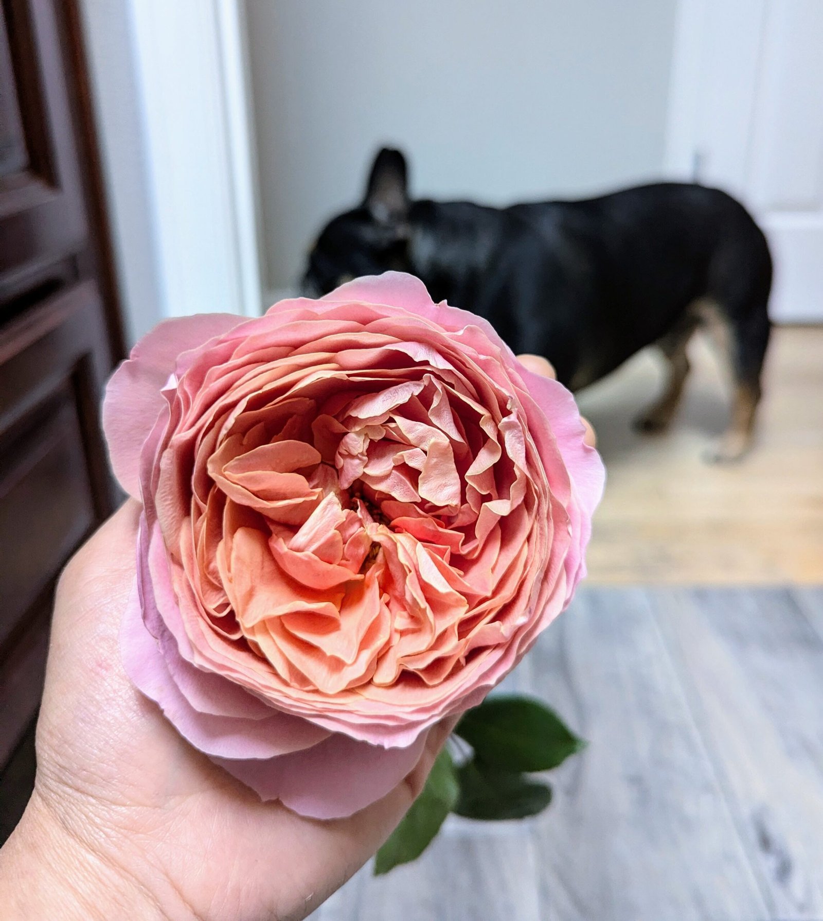 Romantik Romantic Antique garden rose plant flower bush shrub