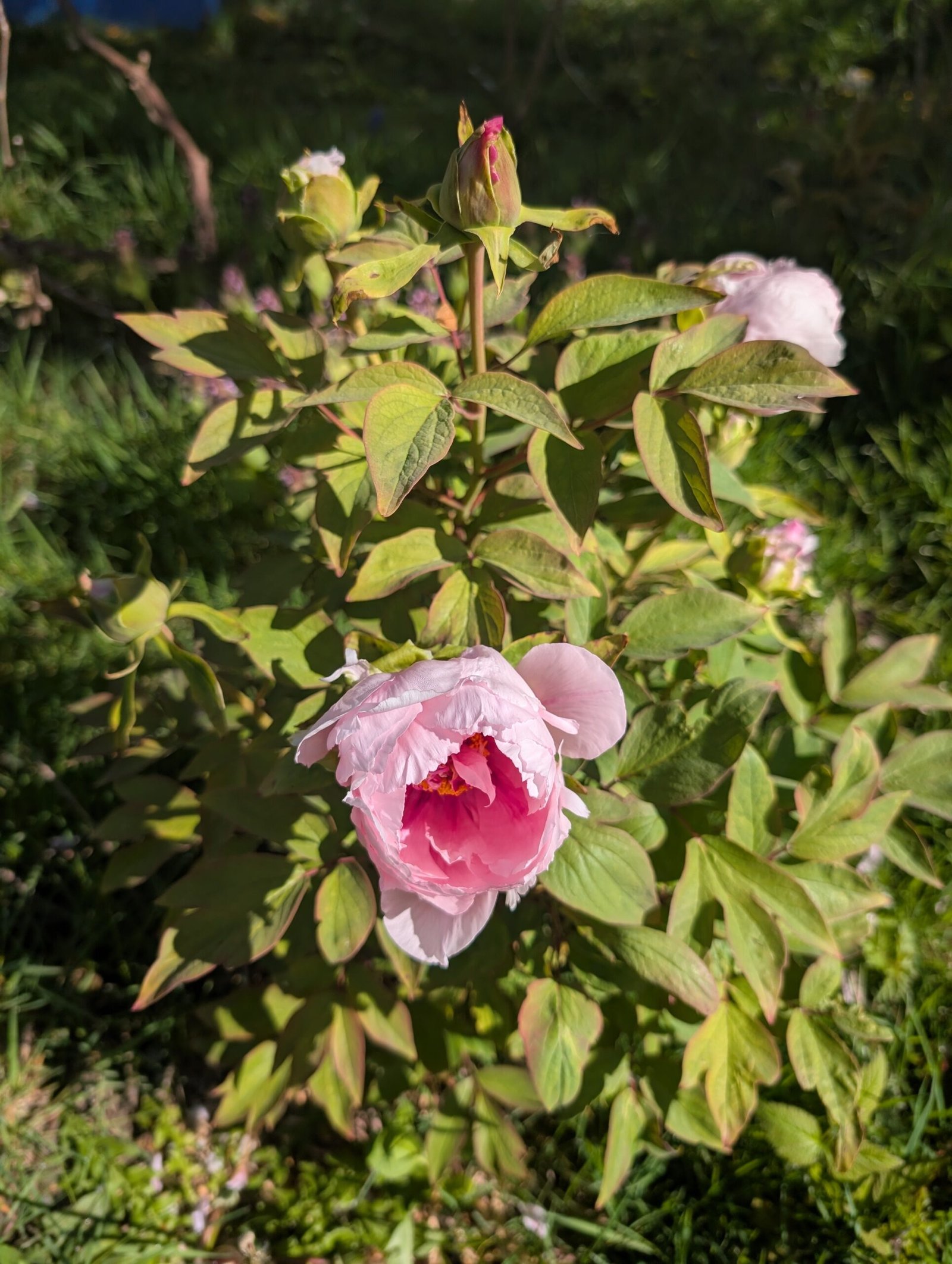 "Peach blossom in the snow" large flower tree peony - Image 15