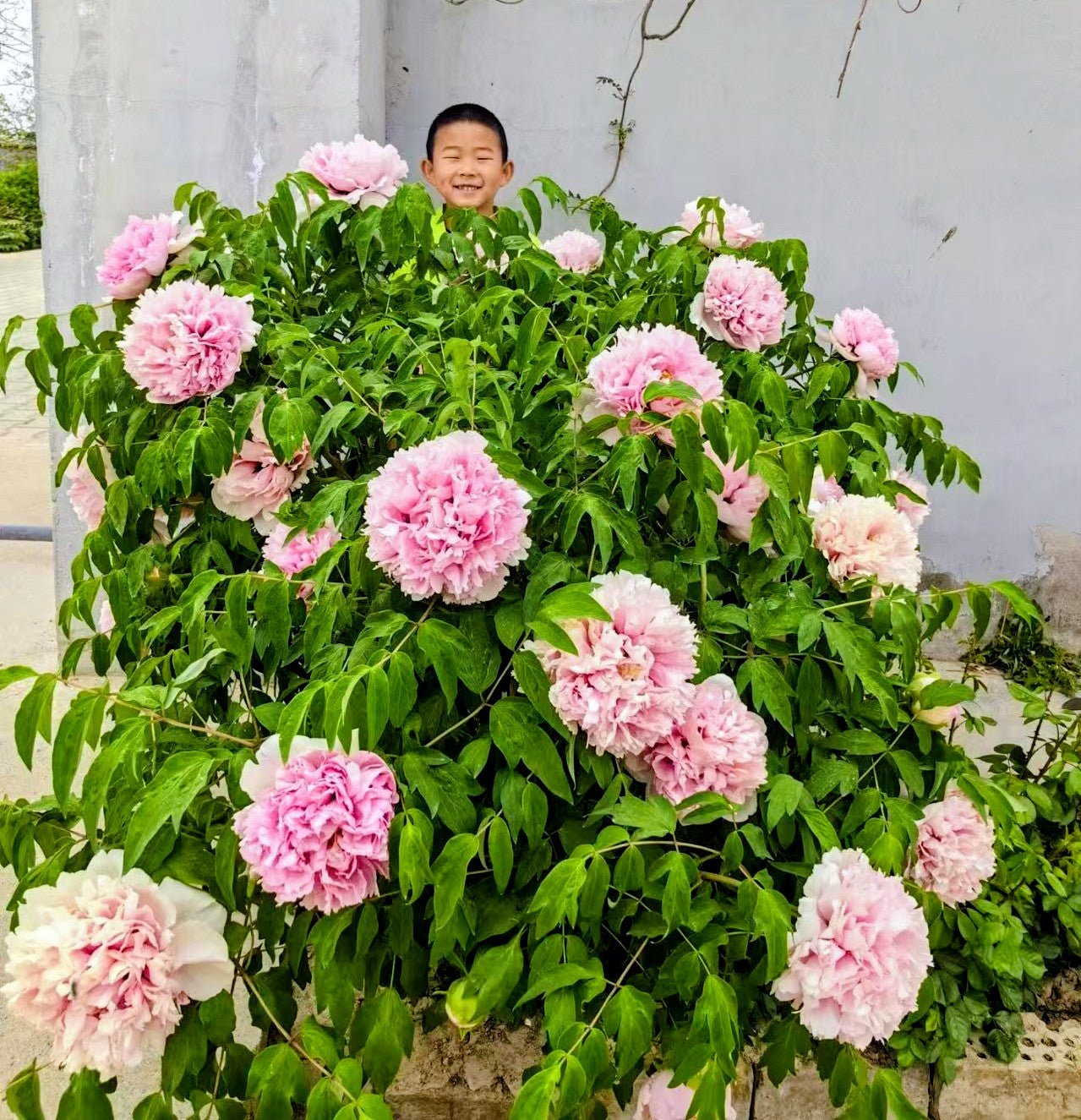 Fen Xiu Qiu tree peony - Image 2