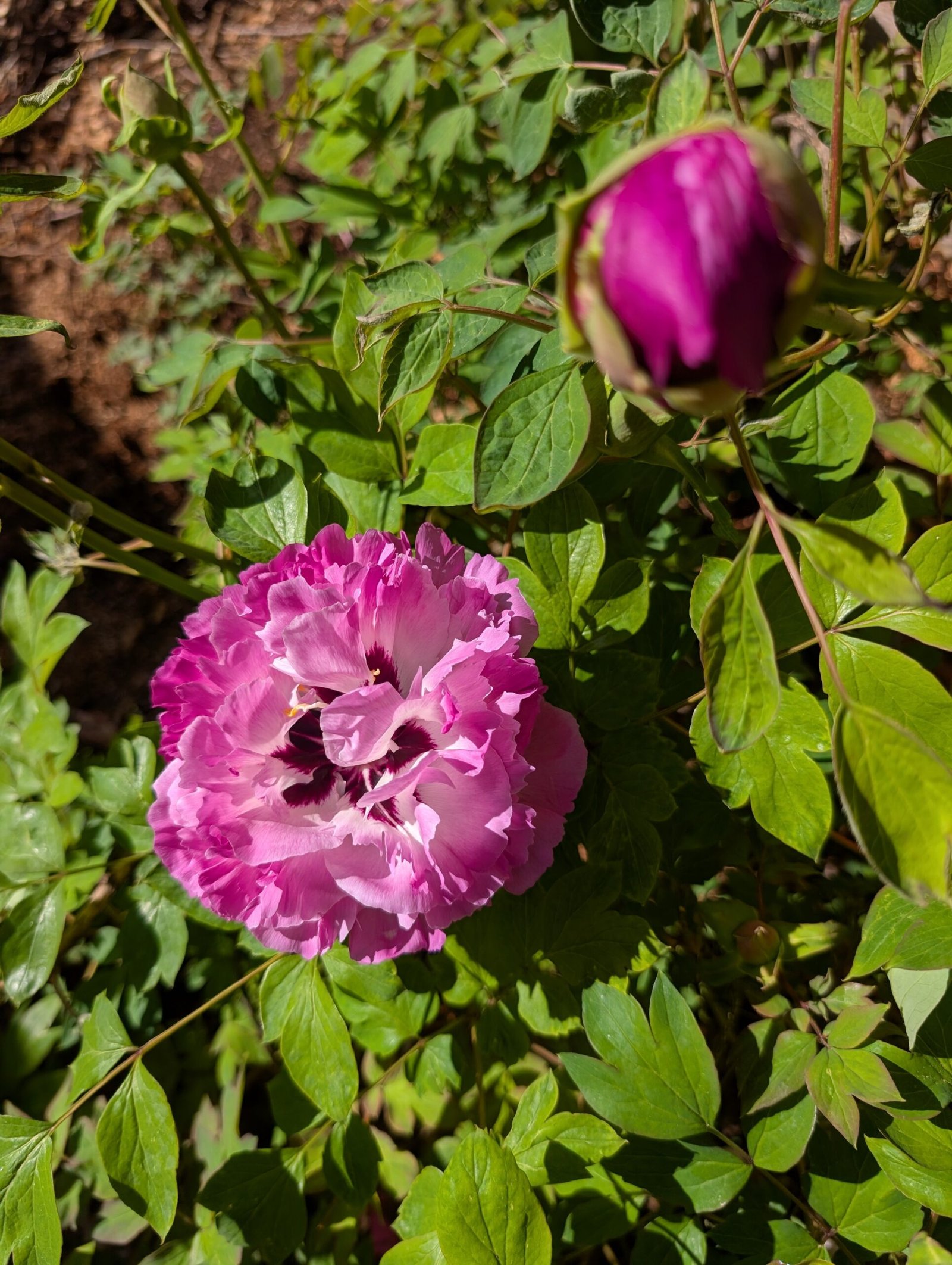 "Lotus lantern" large flower tree peony - Image 14