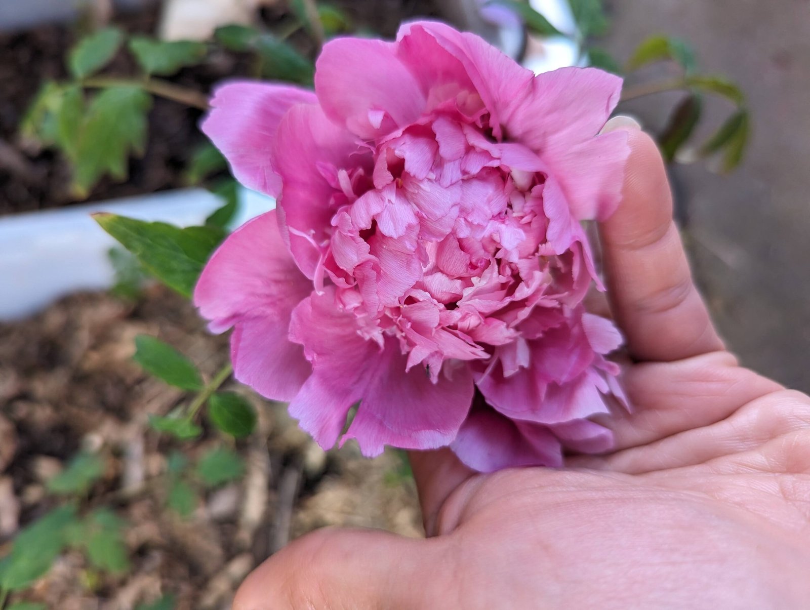 "Lavender Silk" large flower cold hardy part shade tree peony - Image 6