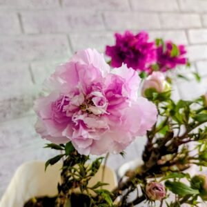 “Prosperous Family” large flower tree peony