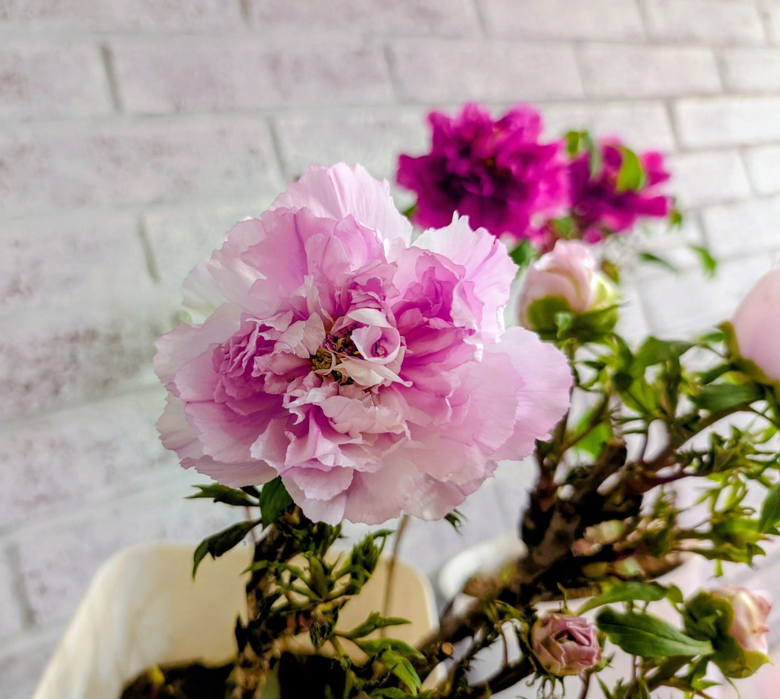 "Prosperous Family" large flower tree peony - Image 2