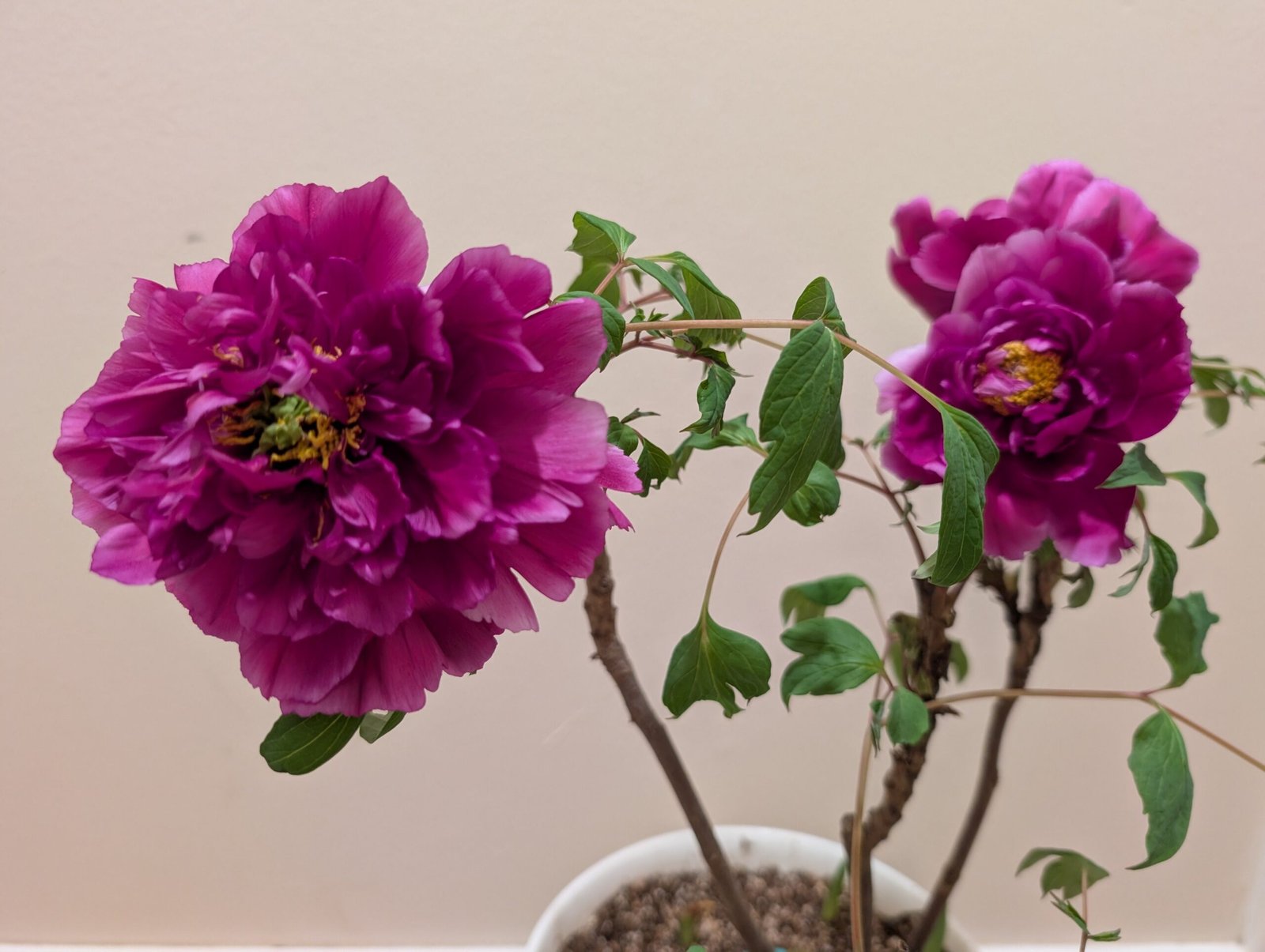 "Champion Crown" large flower tree peony - Image 12