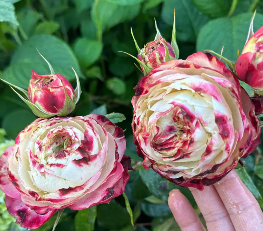 Apple Jack rose plant - Image 3