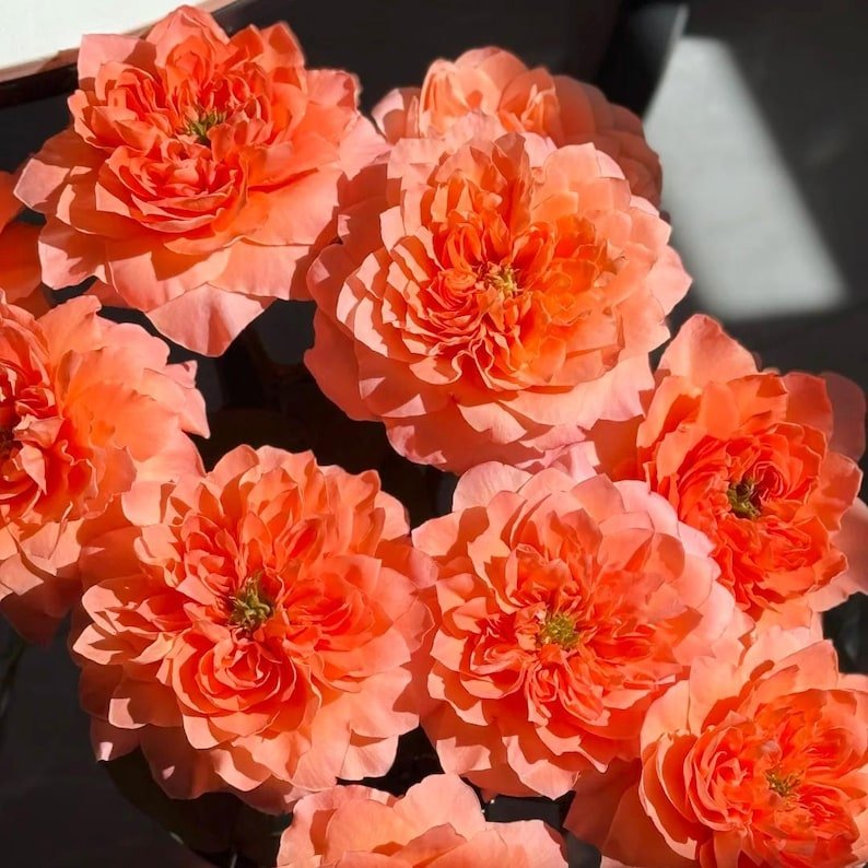 Victoria's Secret garden rose plant flower bush shrub - Image 12