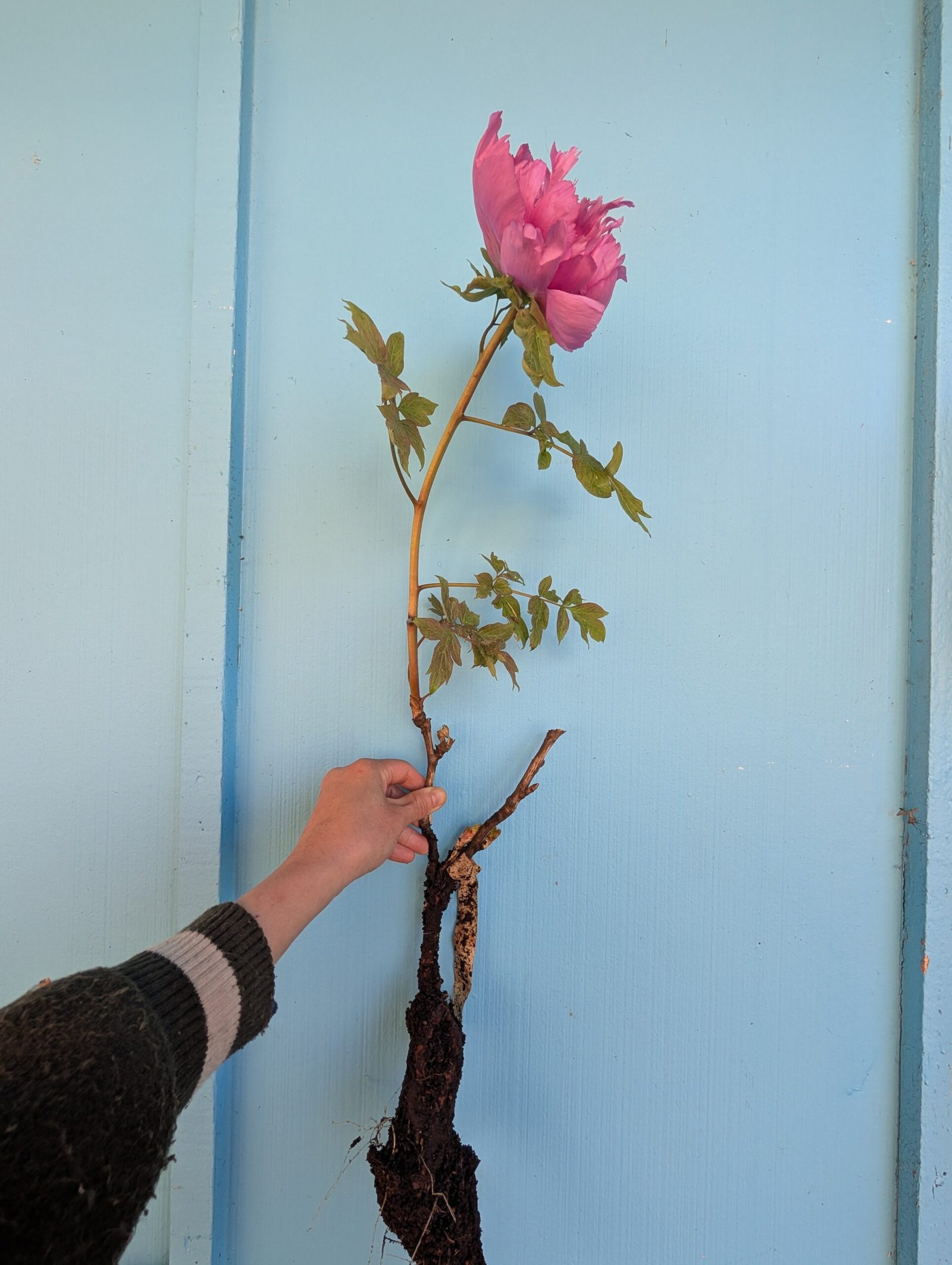 Yin Zhen Xiu Hong Pao tree peony - Image 7