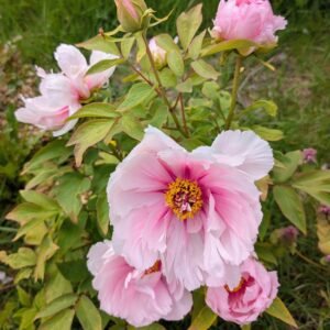 "Peach blossom in the snow" large flower tree peony