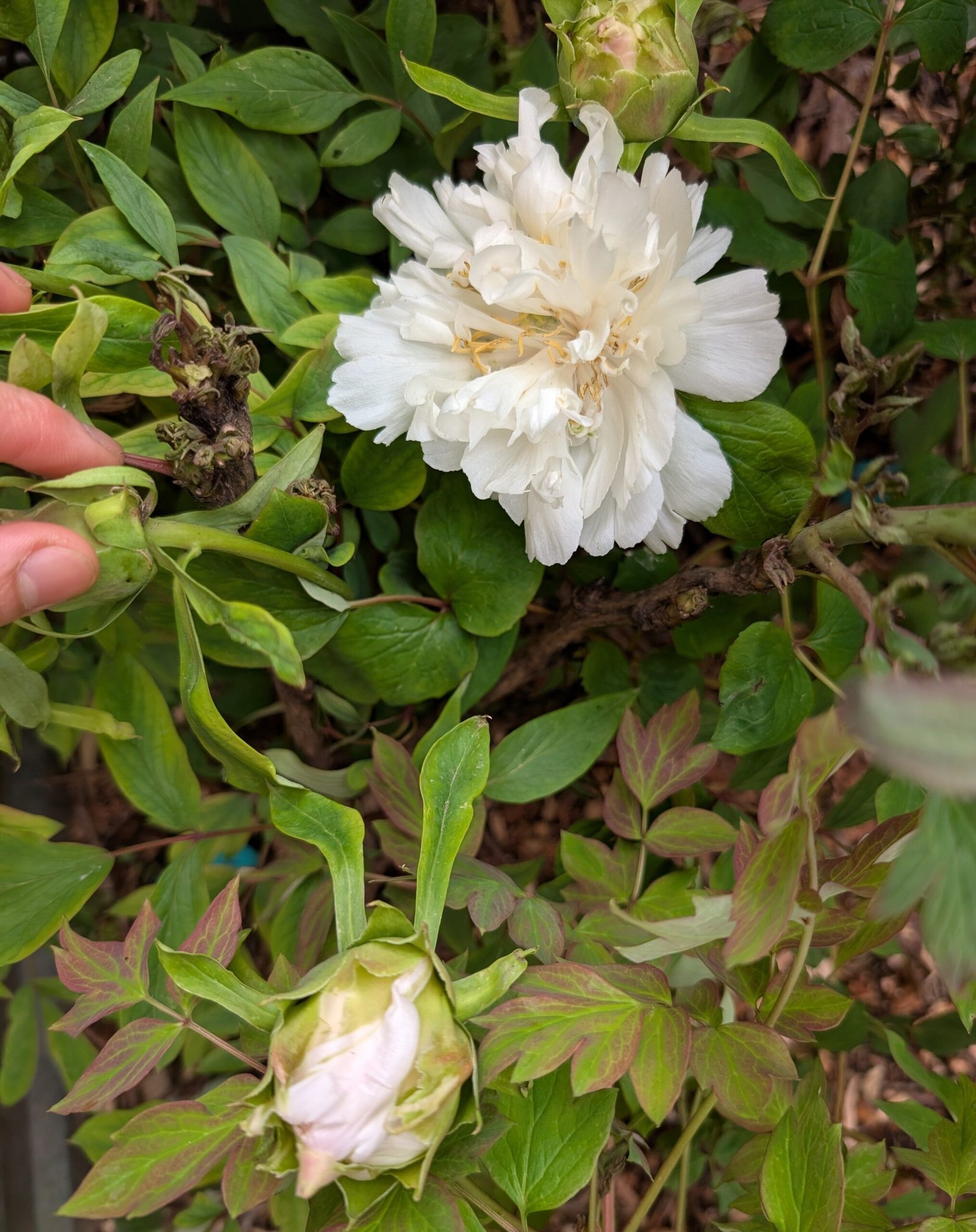 "Yao's Yellow" large flower tree peony Preorder for fall 2026 - Image 3
