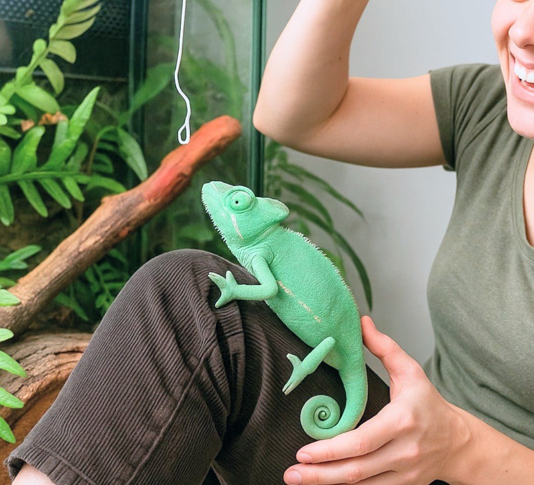 Chameleon - Image 2