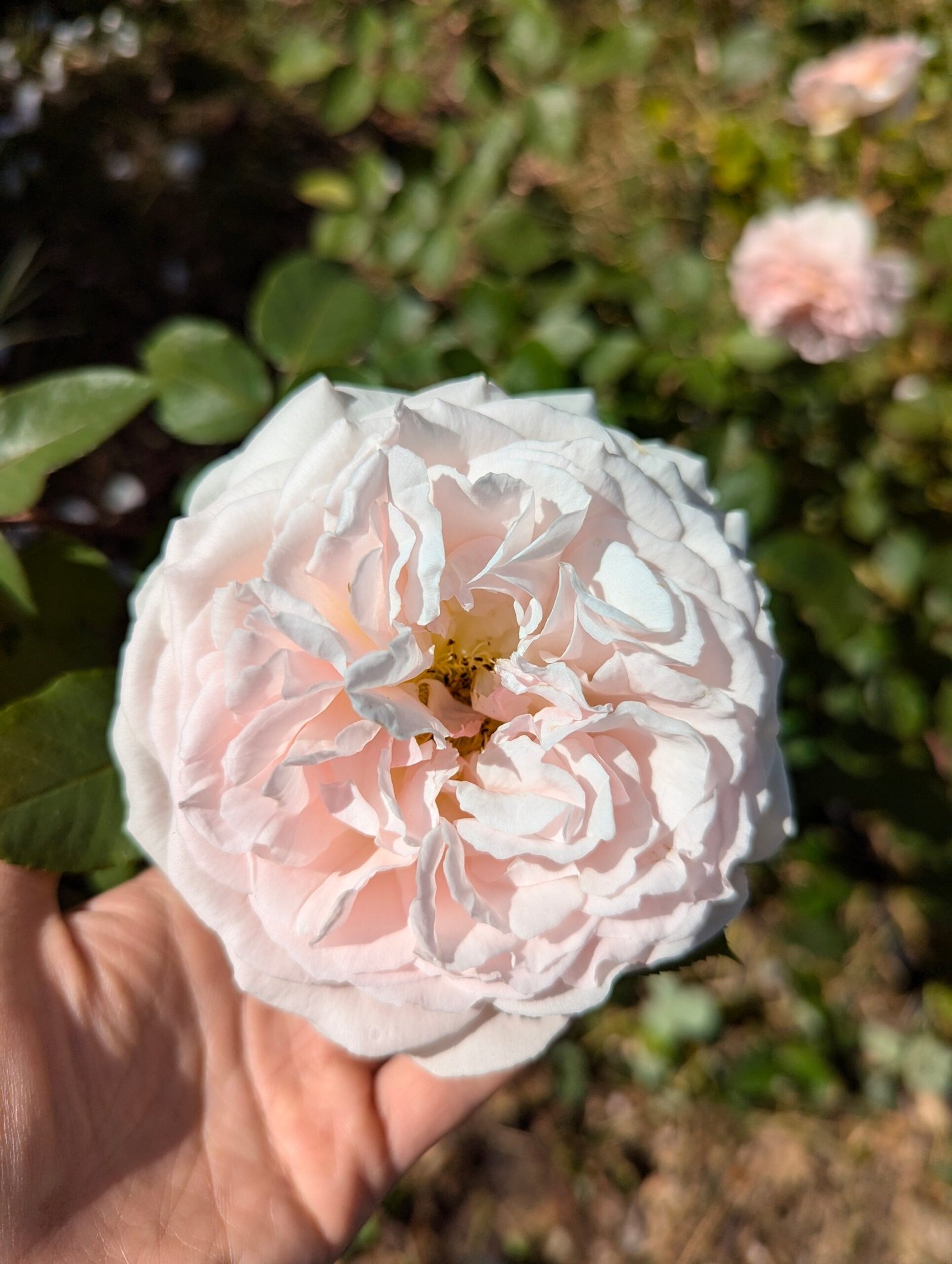 Free few thorn apricot rose plant cuttings - Image 3