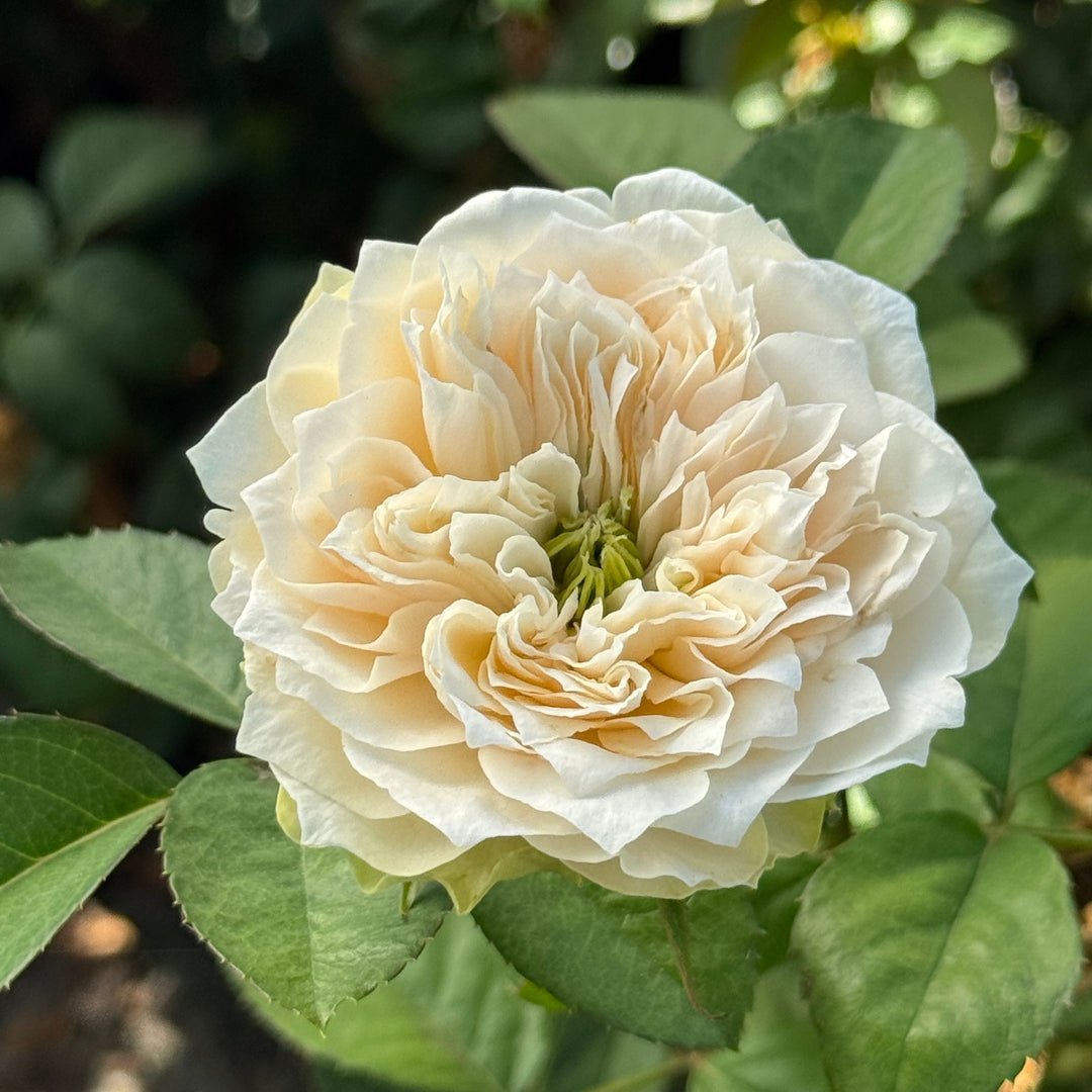 Whitby Abbey rose plant large flower bush deciduous shrub - Image 4