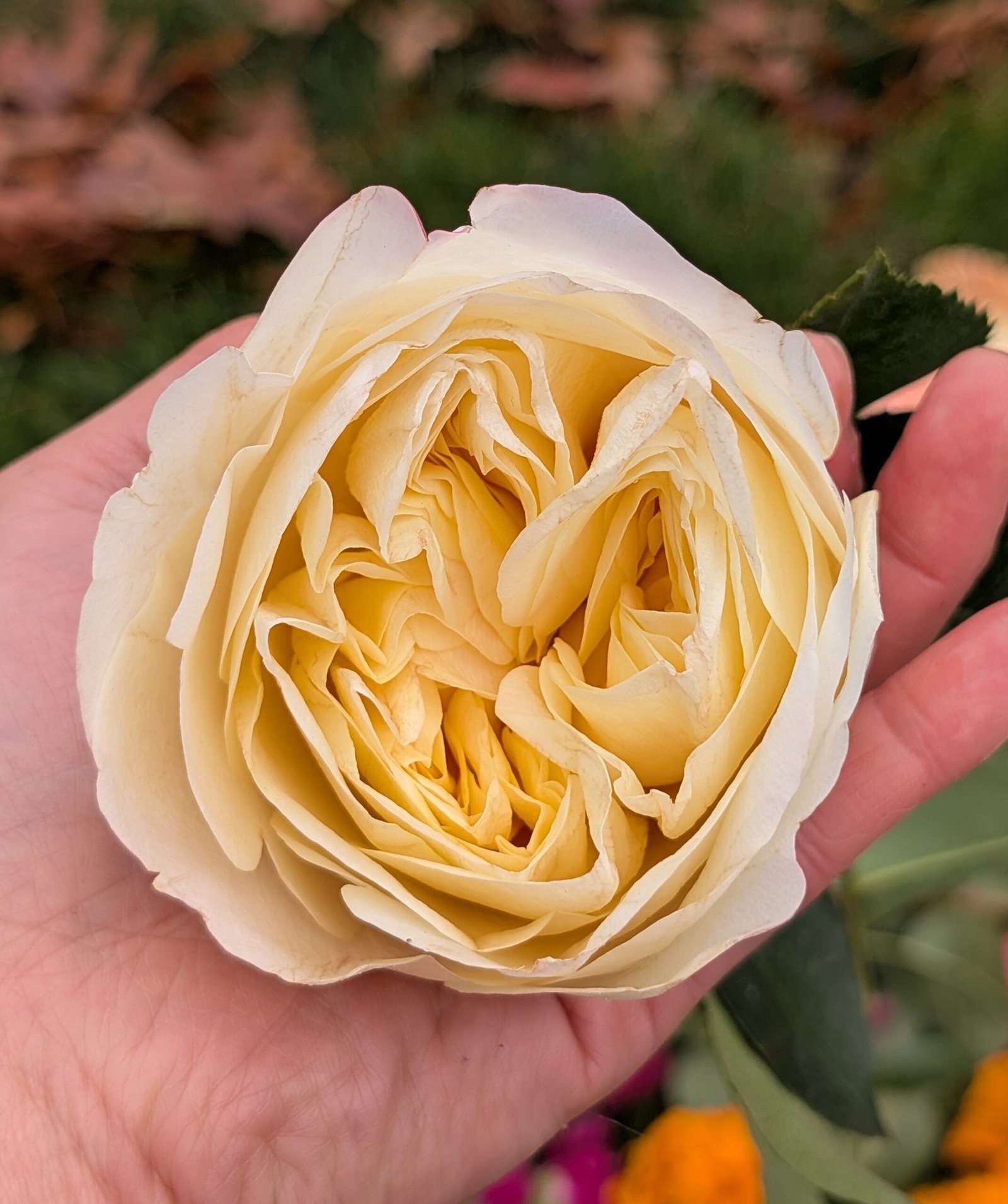 Pursuasion lookalike garden rose plant large flower bush deciduous shrub - Image 9