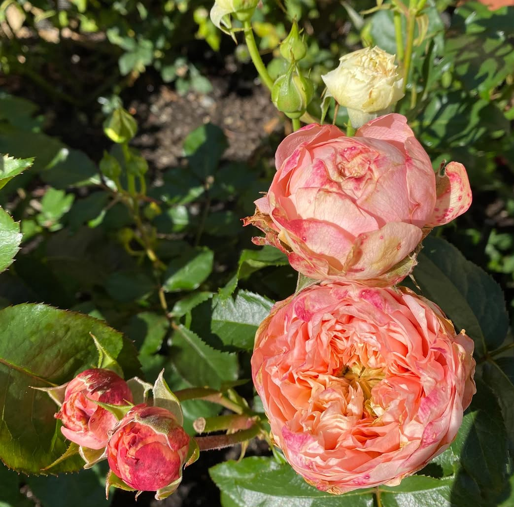 Sweet Harper garden rose plant flower bush deciduous shrub - Image 2