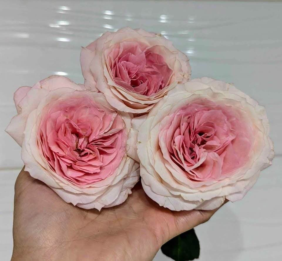 Mayra Bridal garden rose plant flower bush shrub - Image 8