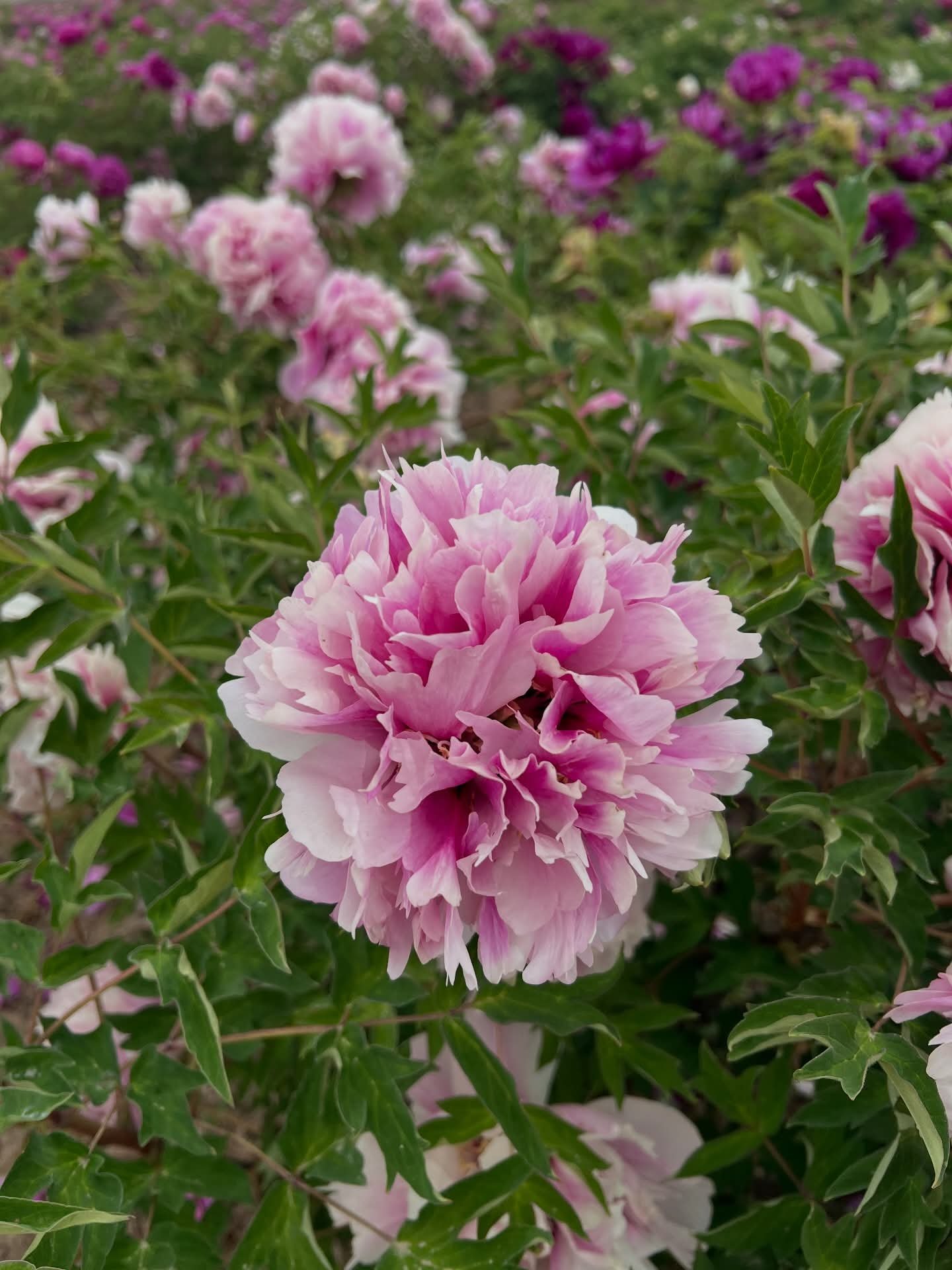 Lan Yun Qian Li tree peony - Image 3