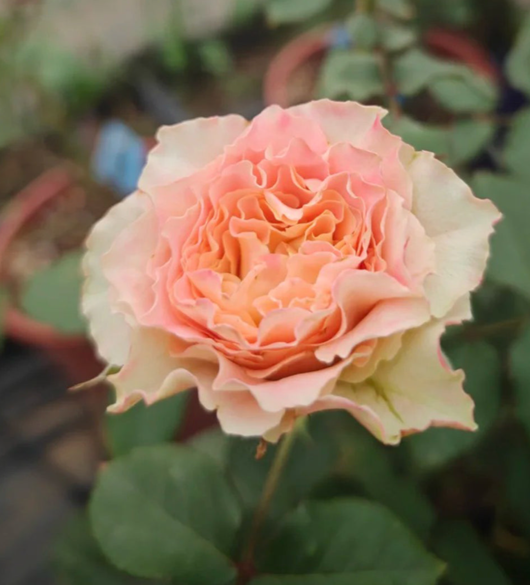 C.S. Louise lookalike garden rose plant flower bush shrub - Image 3
